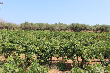 Obraz premium Local grape vineyard near Stavros Beach in Akrotiri peninsula, Crete Island, Greece.