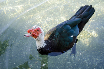 Muscovy duck - Cairina moschata forma domestica (family Anatidae)