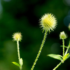 Closeup of Slim teasel seed head (Dipsacus strigosus)