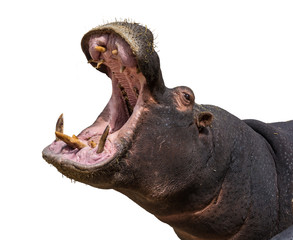 Hippo opening jaws. Head closeup. White background