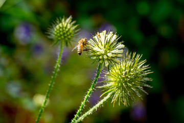 Closeup of Slim teasel (Dipsacus strigosus) with honey bee II
