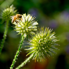 Closeup of Slim teasel (Dipsacus strigosus) with honey bee I