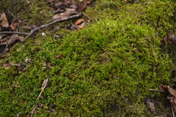 moss