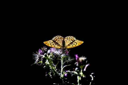 la mariposa simetrica