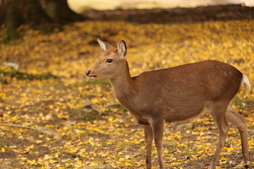 奈良公園　鹿と紅葉