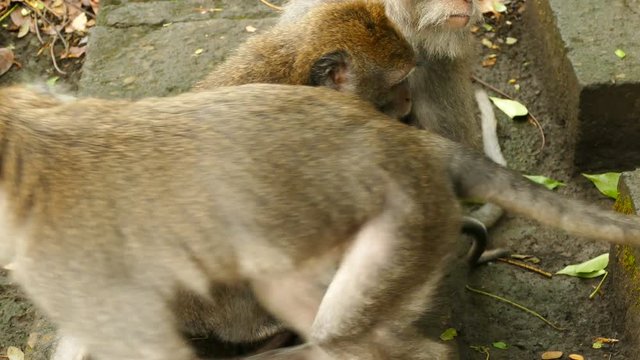 Macaque monkey family in at Monkeyforest in Ubud, Bali