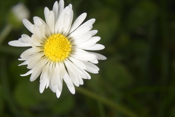 Obraz premium daisy