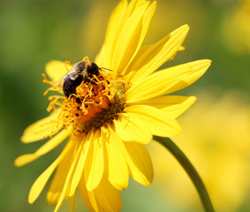 Bee on Flower