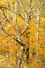 Obraz premium Dolomiti