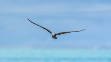 Black Noddy, exotic bird flying on the lagoon, French Polynesia 
