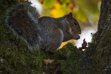 Squirrel eating a nut at a tree