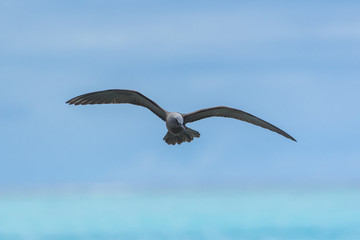 Black Noddy, exotic bird flying on the lagoon, French Polynesia 
