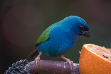Small colorful bird feeding