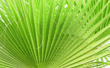 beauty Green leaf of palm trees, tropical plants