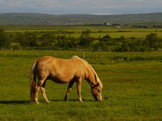 Obraz na płótnie Canvas Icelandic Horse