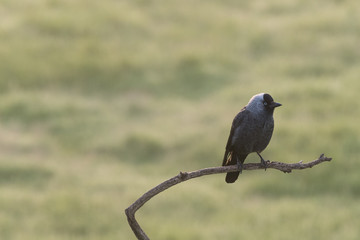 Western jackdaw