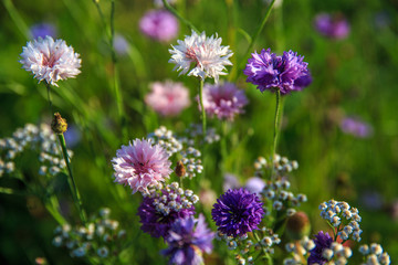 Beautiful meadow field with wild flowers. Spring or summer wildflowers closeup. Health care concept. Rural field. Alternative medicine. Environment.