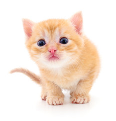 Kitten on white background.