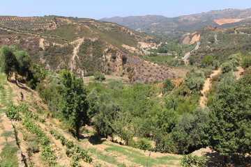 Landscape with olive trees, hills and fields in Fournes, western inner part of Crete Island, Greece.