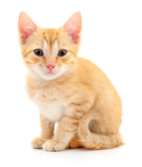 Obraz premium Kitten on white background.