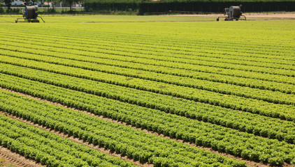 giant agricultural field with lettuce and automatic irrigation d