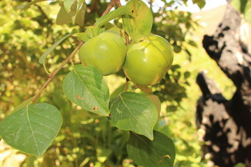 Unripe persimmons hanging on tree in Crete Island, Greece. 