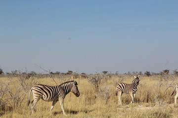 Fototapeta na wymiar Zebras in der Savanne