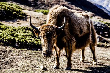 Yak Nepal Annapurna