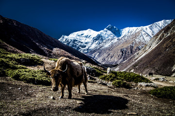 Yak Nepal Annapurna