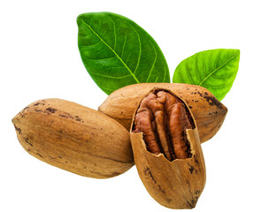 Three pecan  nut  with green leaves    isolated on a white background
