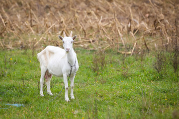 Obraz premium Goat on pasture