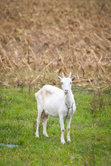 Obraz na płótnie Canvas Goat on pasture