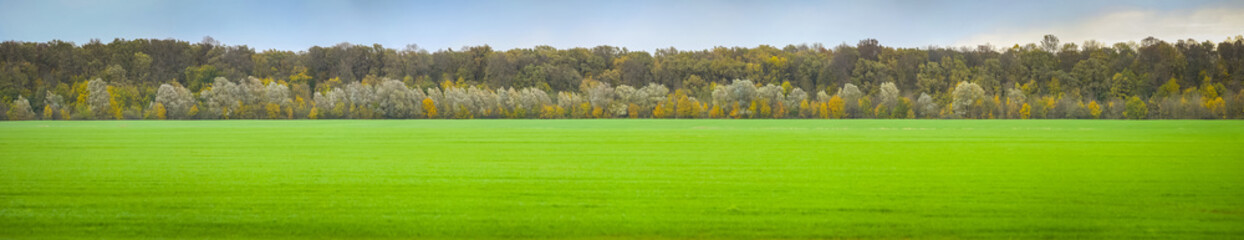 Fototapeta premium Green field of young grain