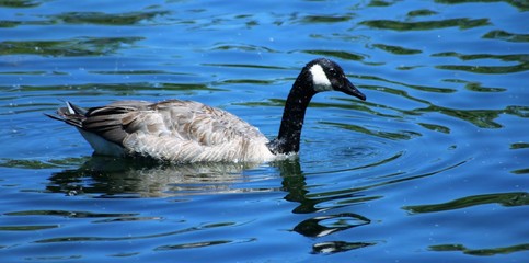 Canada Goose