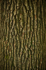 Tree bark texture