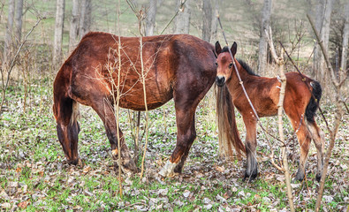 wild horses in forest