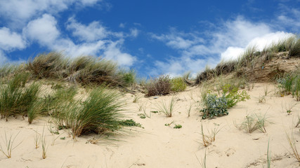 The sand dune