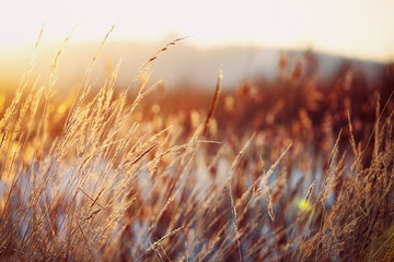 The dried stalks of reeds against the background of a winter sunset on a frosty day /  reed in winter against the sunset  - obrazy, fototapety, plakaty