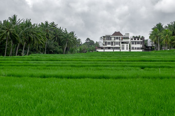 Fototapeta na wymiar Green field rice terrace at Bali, Indonesia