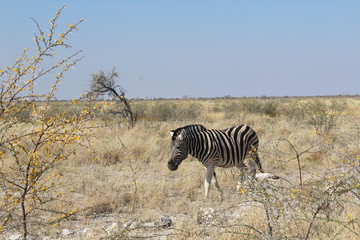 Fototapeta premium Zebra in der Savanne