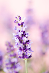 Fototapeta na wymiar Lavender flowers.