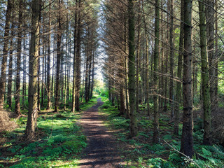 Early Autumn countryside morning,Northern Ireland