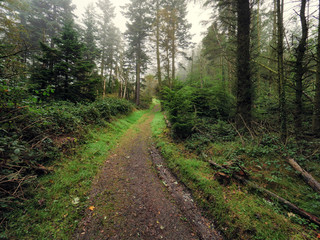 fogyy forest morning,Northern Ireland