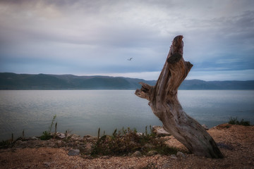 Gnarled Bare Tree Overlooking the Lake