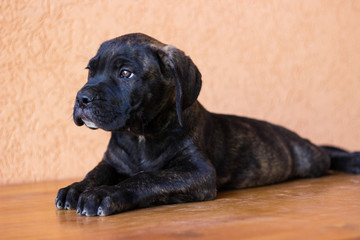 Beloved Puppy 