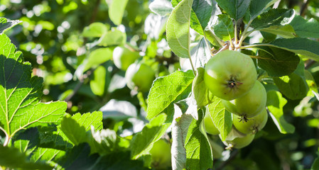 Branches with green apples on a sunny day.