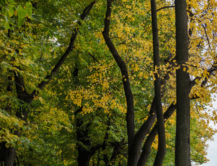 Branches of trees in an autumn park. Seasonal background.