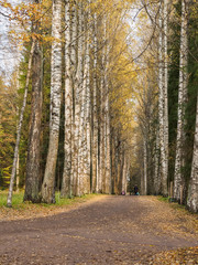 People walking along the paths of the autumn park