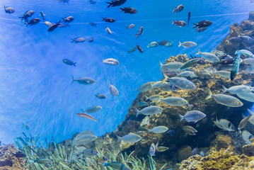 Naklejka na ściany i meble Tropical fishes in aquarium environment