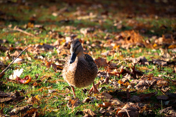 Ente im Volksgarten
